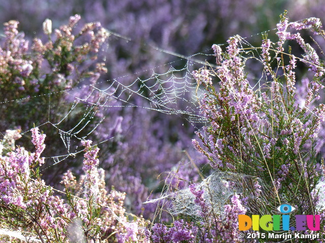 FZ020331 Dew on spiderwebs in heather (Calluna vulgaris)